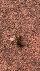 Apis mellifera