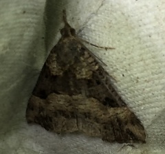 Hypena edictalis