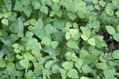 Synchytrium decipiens