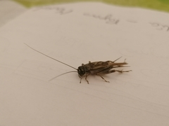 Eumodicogryllus bordigalensis