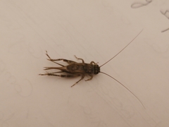 Eumodicogryllus bordigalensis