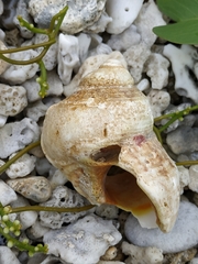 Turbo chrysostomus image