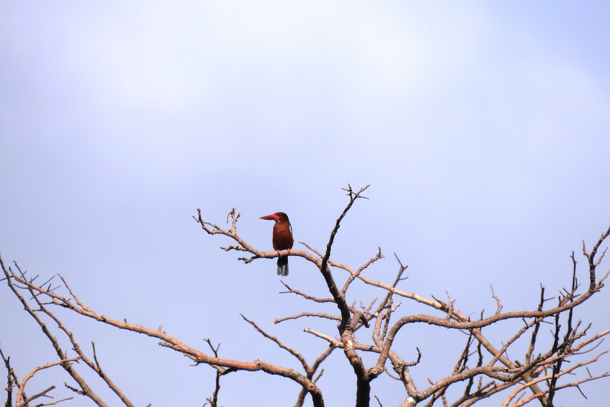 Brown-breasted Kingfisher