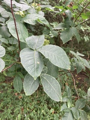 Ptelea trifoliata mollis