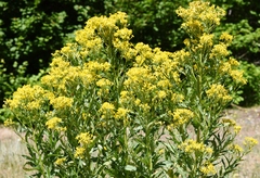 Senecio serra