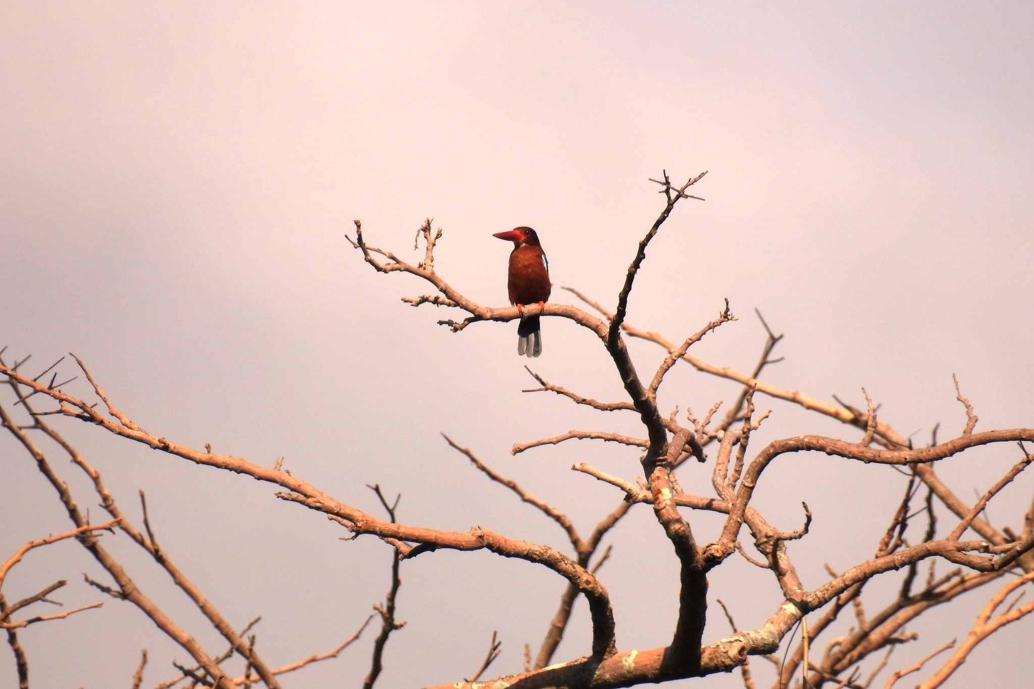 Brown-breasted Kingfisher