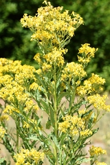Senecio serra