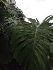 Monstera deliciosa