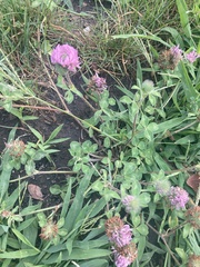 Trifolium pratense