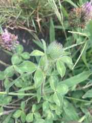 Trifolium pratense