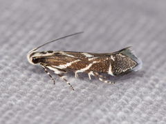 Aristotelia hexacopa