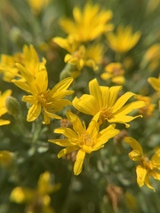 Heterotheca depressa