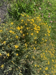 Heterotheca depressa