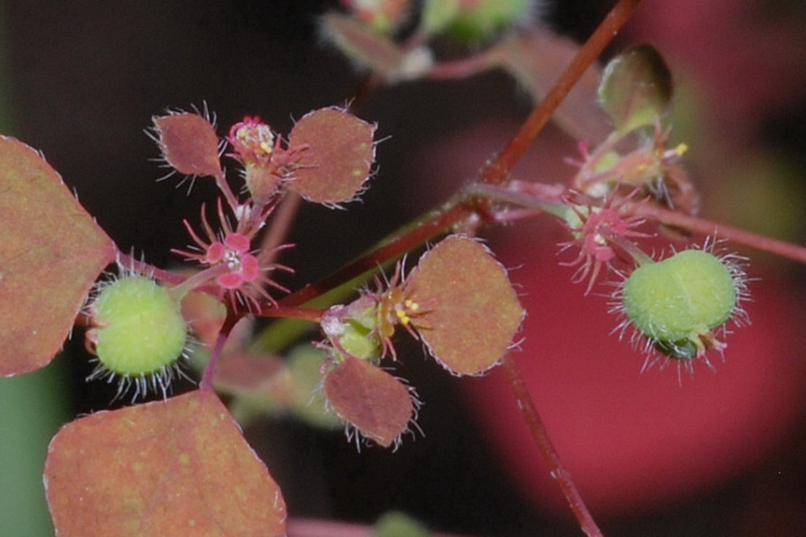 Euphorbia subreniformis