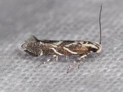 Aristotelia hexacopa