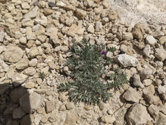 Astragalus amphioxys