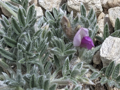 Astragalus amphioxys