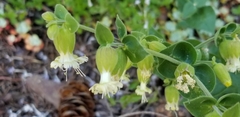 Silene campanulata