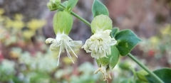 Silene campanulata