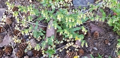 Silene campanulata