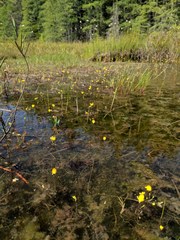 Utricularia geminiscapa