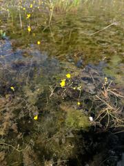 Utricularia geminiscapa