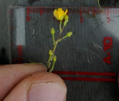 Utricularia geminiscapa