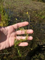 Utricularia geminiscapa