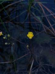 Utricularia geminiscapa