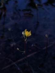 Utricularia geminiscapa