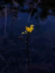 Utricularia geminiscapa
