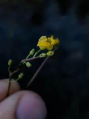 Utricularia geminiscapa