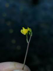 Utricularia geminiscapa