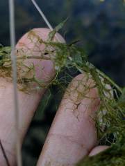 Utricularia geminiscapa