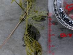 Utricularia geminiscapa