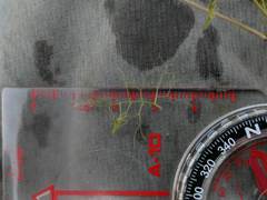 Utricularia geminiscapa