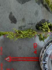 Utricularia geminiscapa