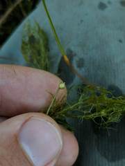 Utricularia geminiscapa