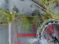 Utricularia geminiscapa