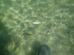 Ptychocheilus grandis