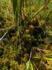 Sphagnum majus