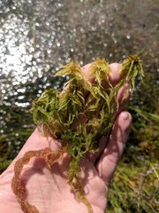 Sphagnum majus