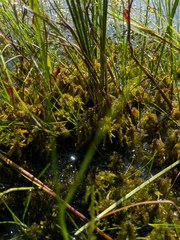 Sphagnum majus