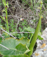 Arum palaestinum