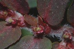 Euphorbia mendezii