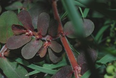 Euphorbia mendezii