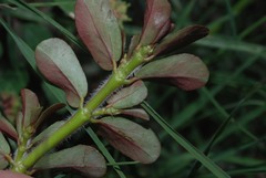 Euphorbia mendezii