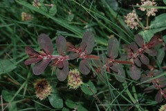 Euphorbia mendezii