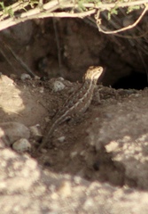 Uta stansburiana elegans
