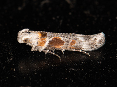 Gnorimoschema bacchariselloides